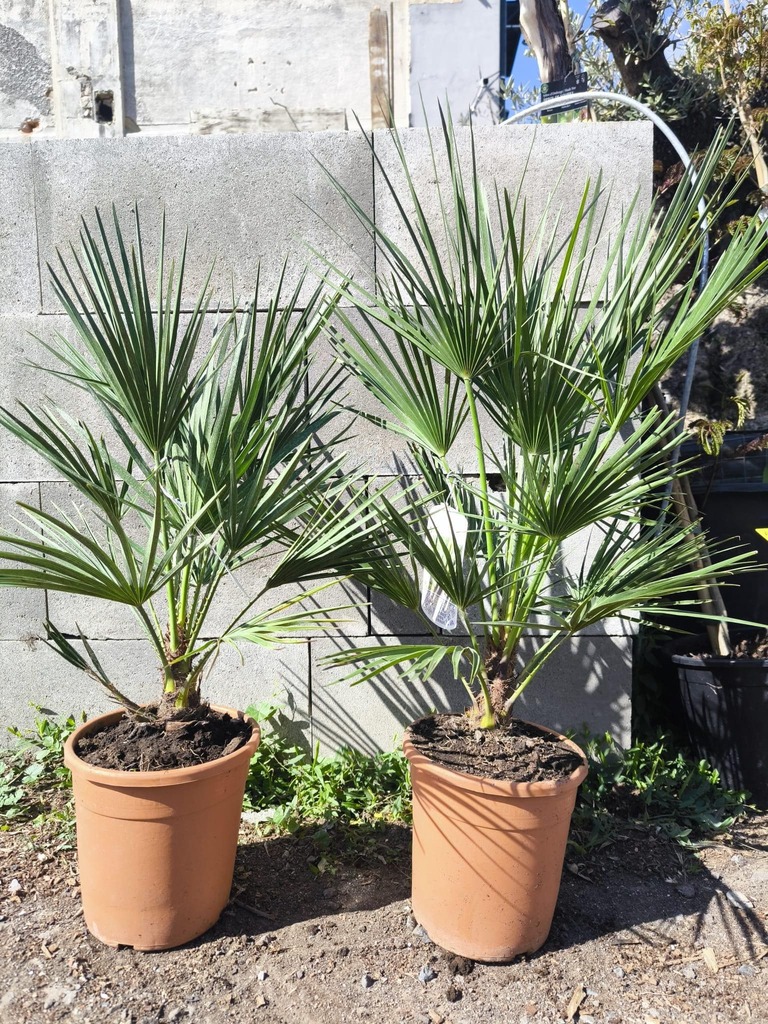 Chamaerops humilis 5L, 70-80 cm